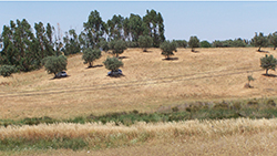 akkerland in Alentejo