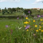 Nature landscape of Alentejo , natuur