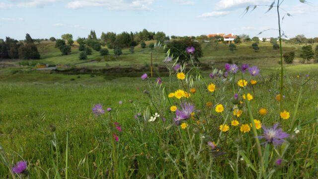 Nature landscape of Alentejo , natuur