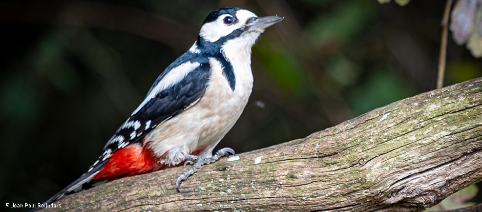 Bonte Specht op O Vale Da Mudança in de natuur van de Alentejo